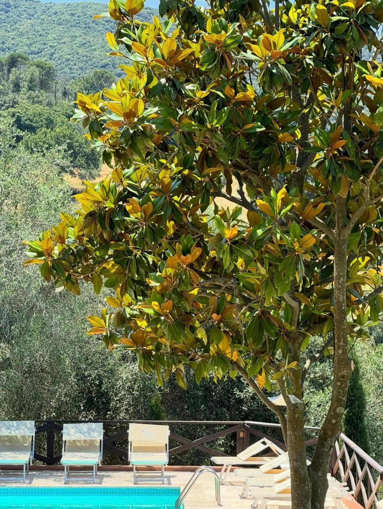 Madonna Del Poggio Cav Aparthotel Scarlino Exterior foto